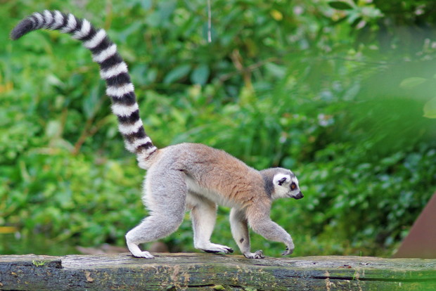 lemur