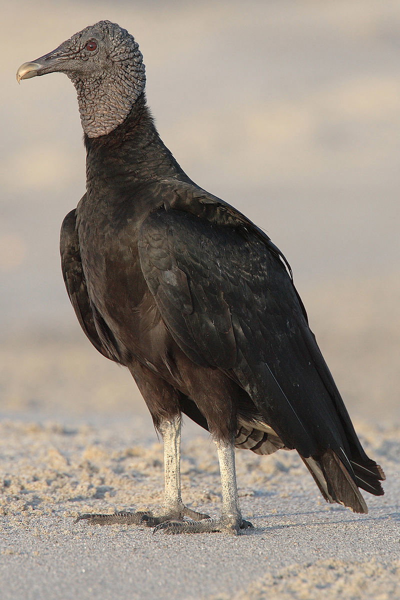 800px-Coragyps-atratus-001