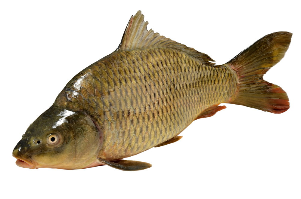 Karp