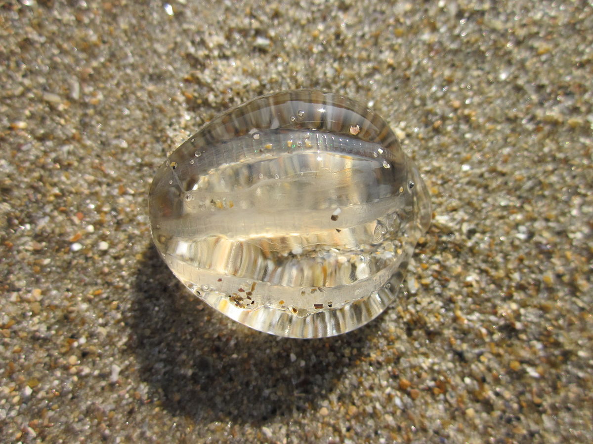 1200px-Blankenberge_Pleurobrachia_pileus