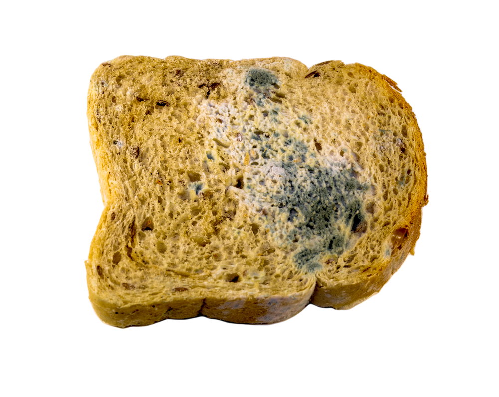 pleśń