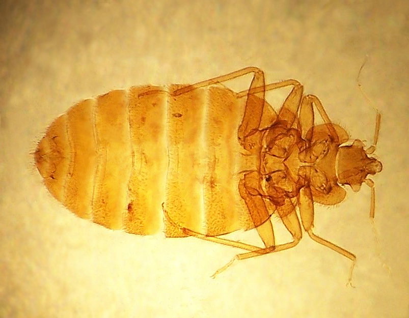 Cimex_lectularius_3