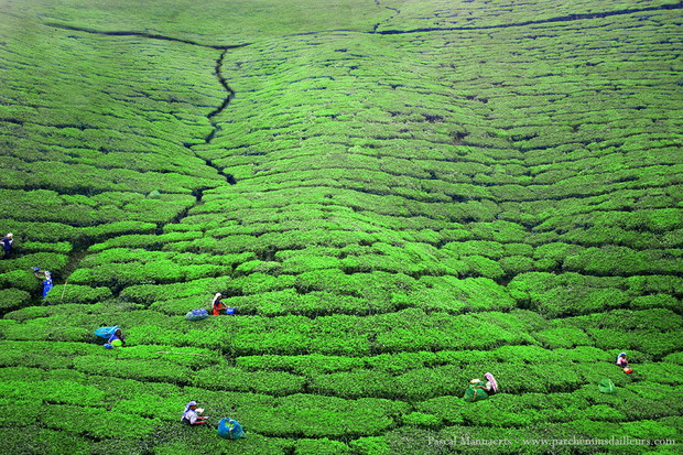 Plantacja herbaty, Sri Lanka