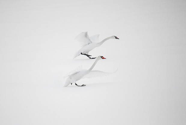 zima
