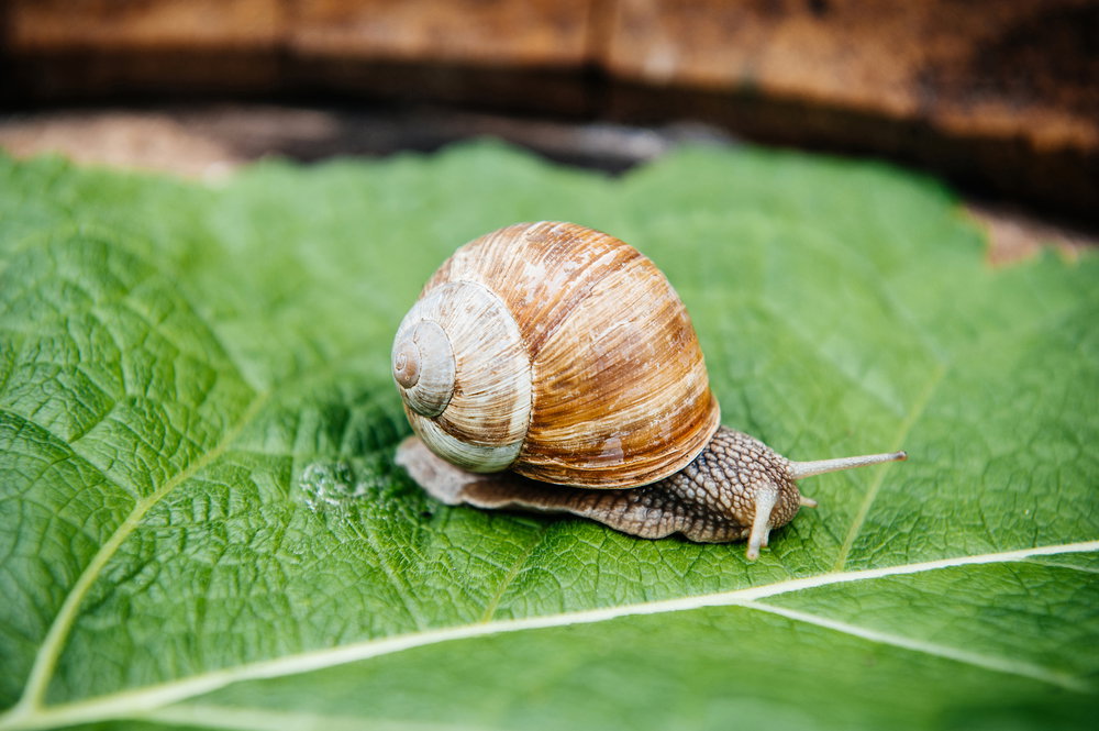 shutterstock_364743500