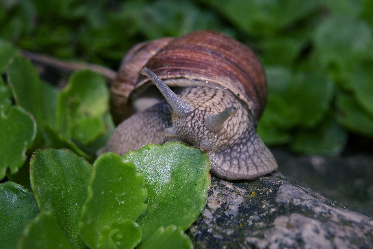 snail-880720_1280