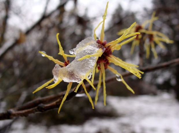 090702-oczar-japonski-hamamelis-japonica-