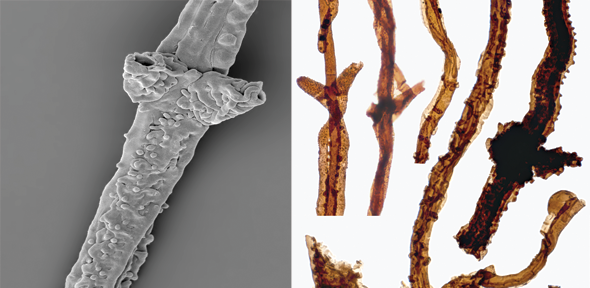 fossil-fungi