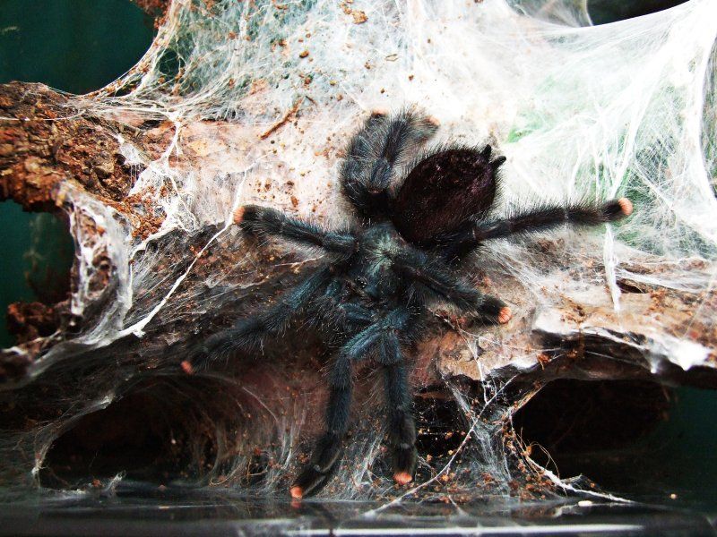 Avicularia_velutina