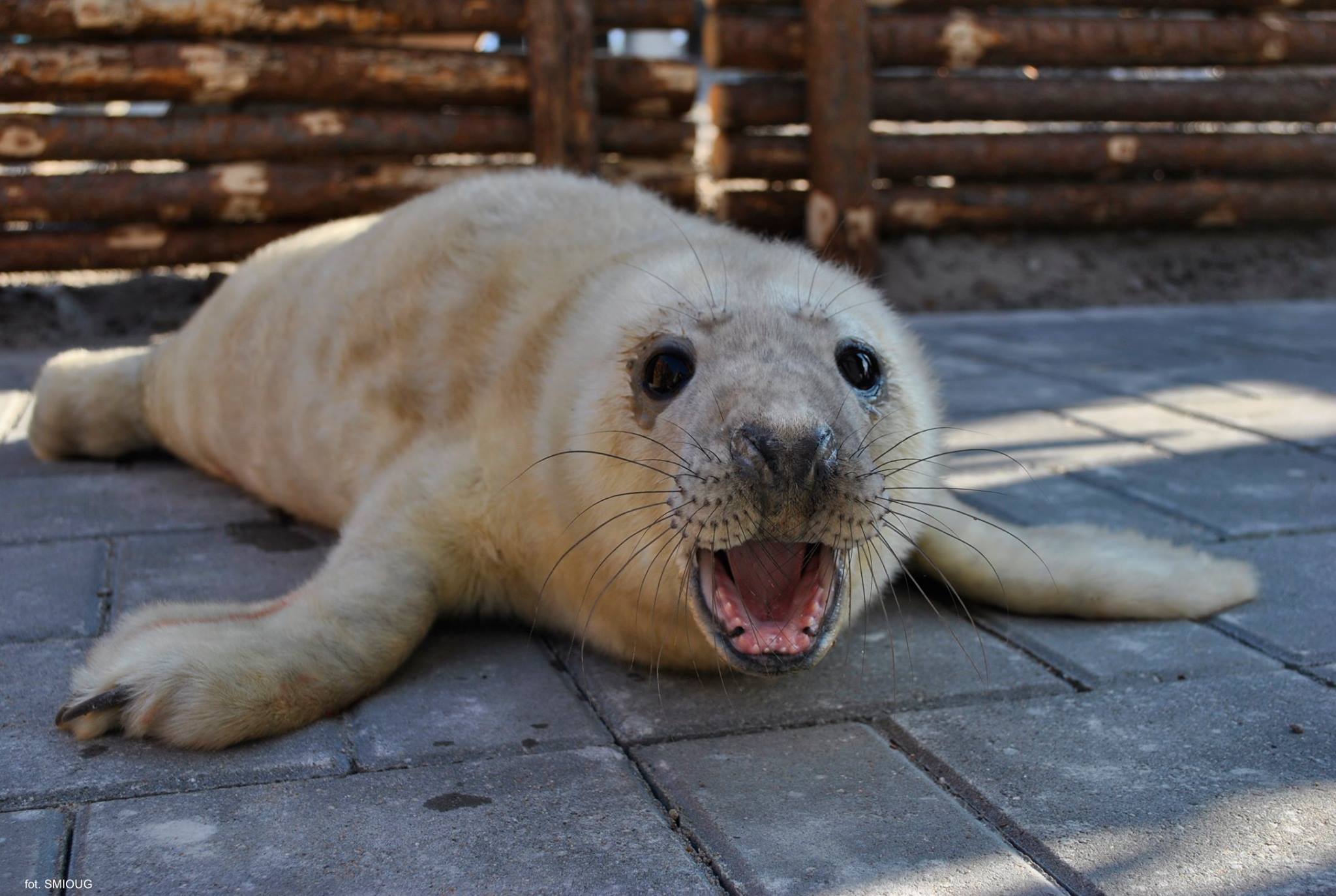 Omułek