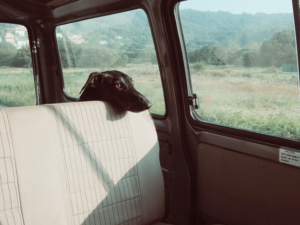 dog-922984_1280