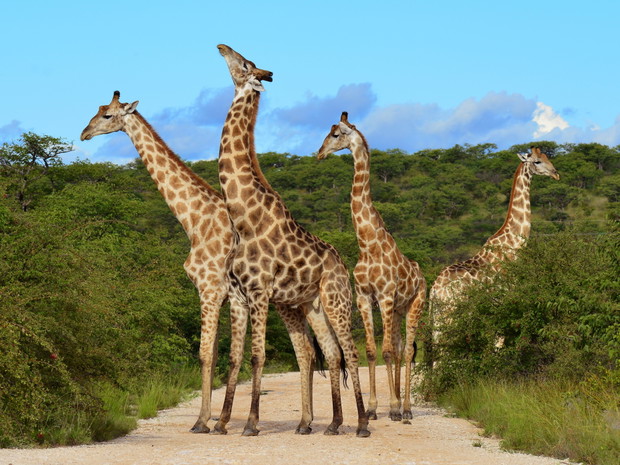 shutterstock_78115036