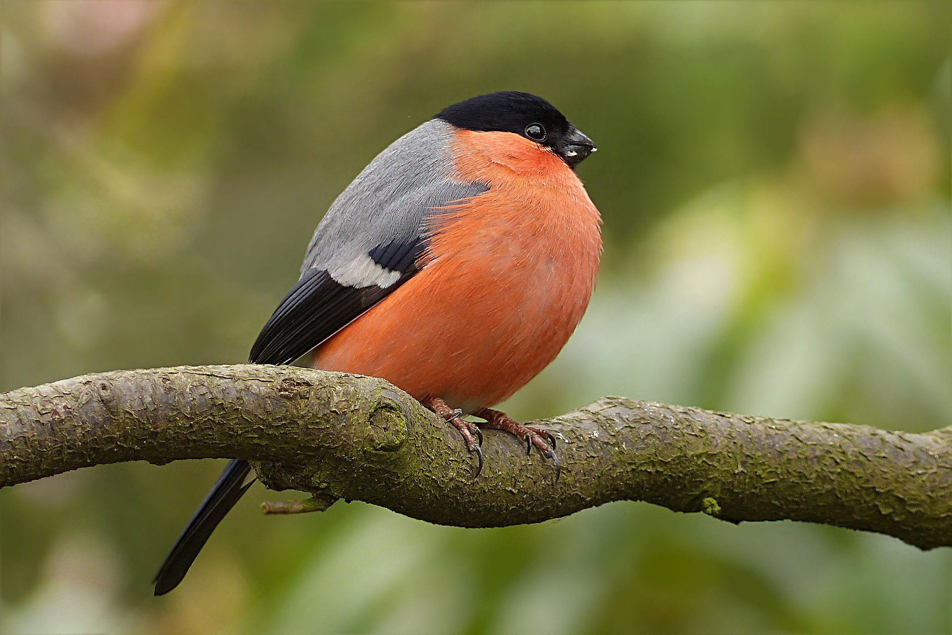 bullfinch-1269677_1920