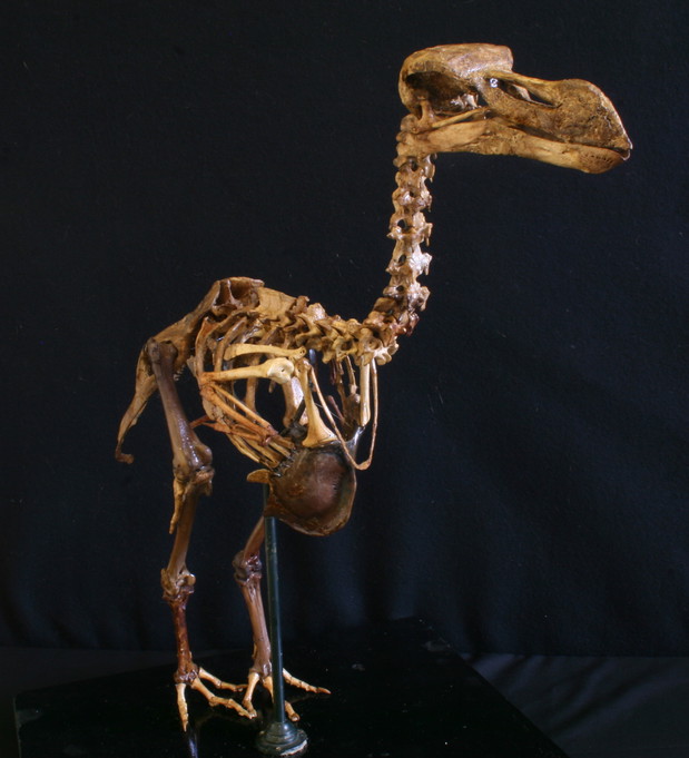 Claessens Durban Dodo 4443