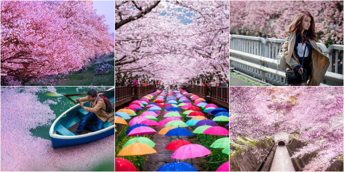 Hanami