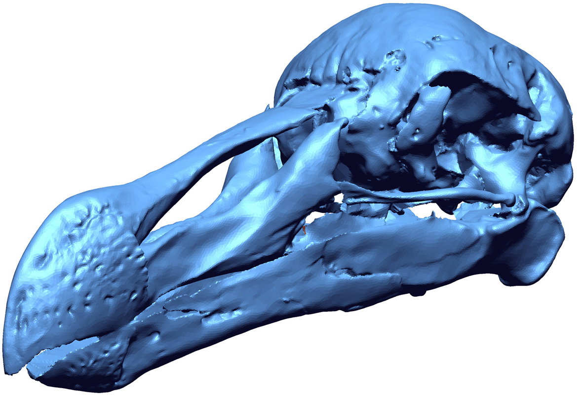 DRP Port Louis Dodo Skull Claessens 1