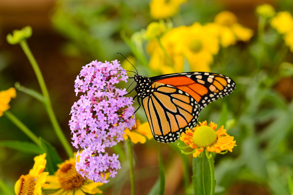 shutterstock_362487542