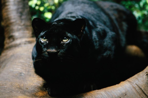 02-jungle-book-bagheera.ngsversion.1460569036428.adapt.945.1