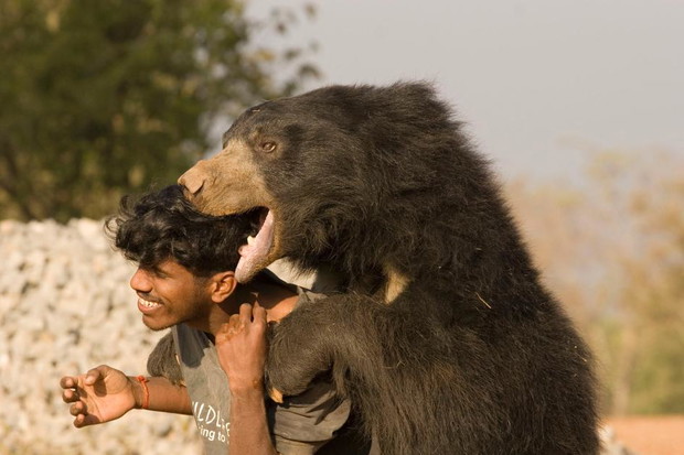03-jungle-book-baloo.ngsversion.1460570020905.adapt.945.1