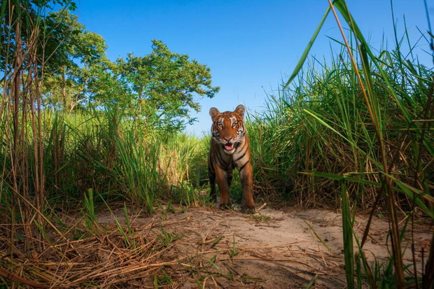 04-jungle-book-shere-khan.ngsversion.1460653421372.adapt.945.1