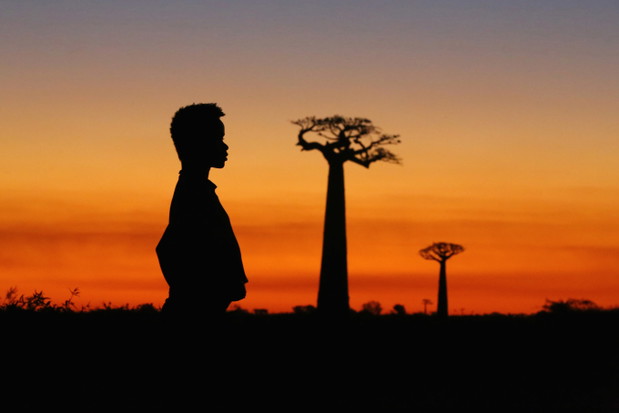 Baobabs between Land and Sea%2c reż. Cyrille Cornu