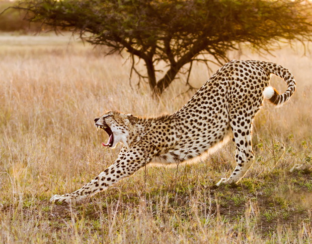 shutterstock_110235674
