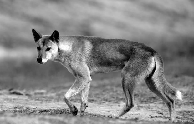 shutterstock_141154024