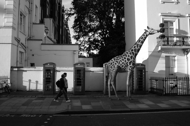 The-Zoo-#08