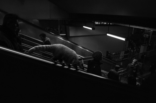 The-Zoo-#17