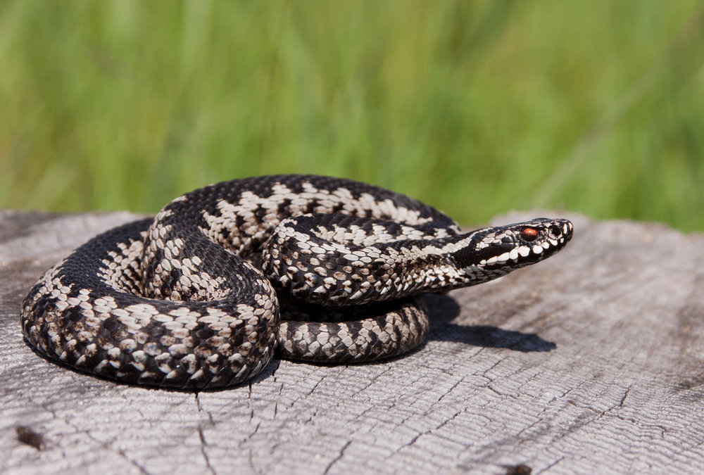 shutterstock_166591136
