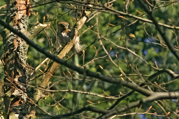 Sóweczka