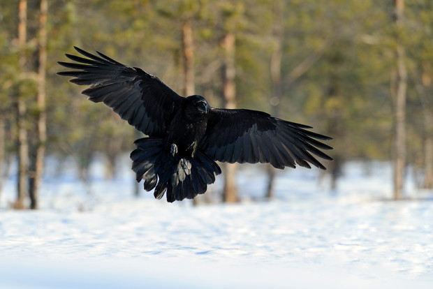 shutterstock_138164225