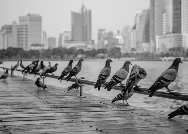 shutterstock_192494096