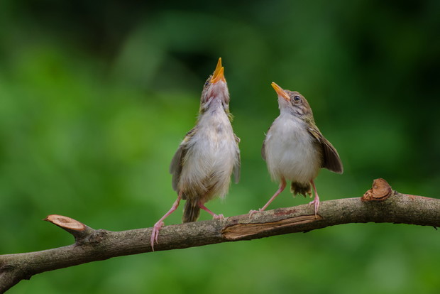 shutterstock_385546054
