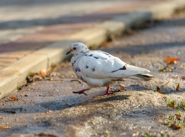 shutterstock_389218987