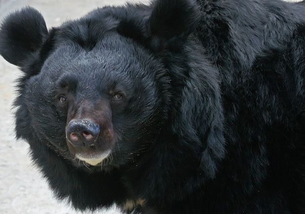 shutterstock_50964343