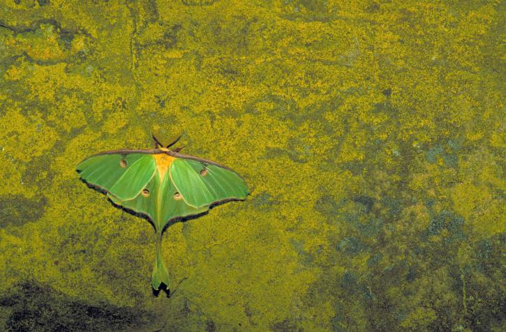 Actias luna