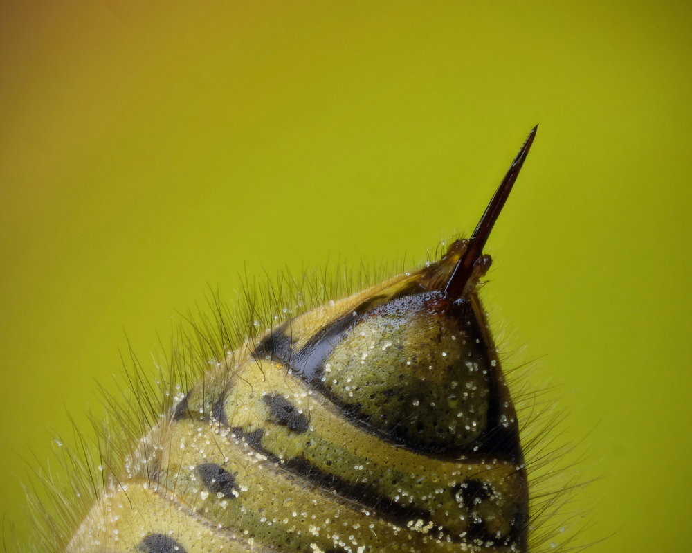 Użądlenie osy nie jest najgorsze na świecie, ale może zabić. Które użądlenia bolą najbardziej? (fot. Shutterstock)