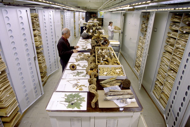 Niezwykłe zdjęcia z Muzeum Historii Naturalnej