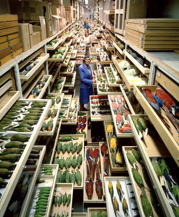 Zdjęcia z niedostępnych części Muzeum Historii Naturalnej