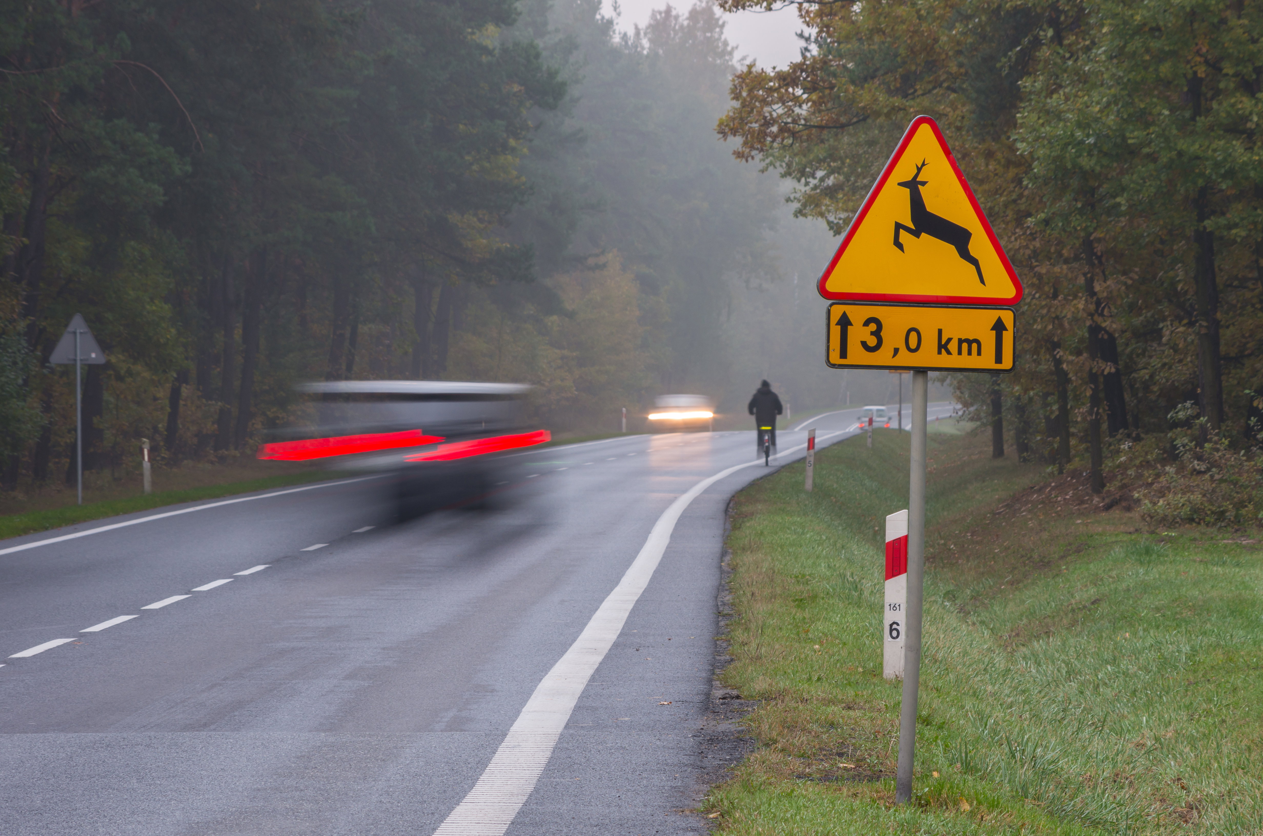 4 sposoby na wykorzystanie zwierząt zabitych na drogach