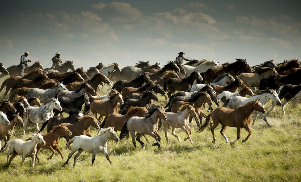 Konie na zdjęciach fotografów National Geographic