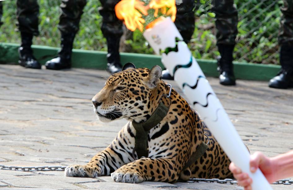 Jaguar Juma zastrzelony
