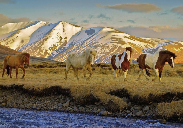Konie na zdjęciach fotografów National Geographic
