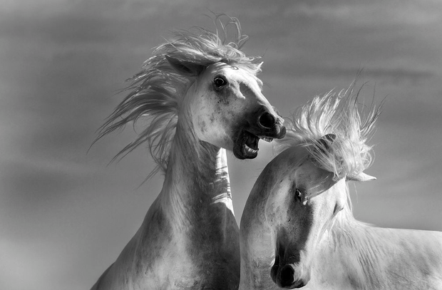 Konie na zdjęciach fotografów National Geographic