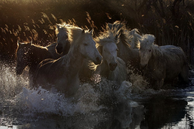 Konie na zdjęciach fotografów National Geographic