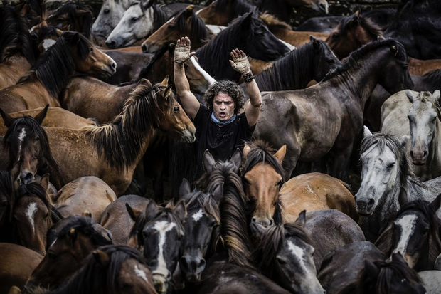 Konie na zdjęciach fotografów National Geographic