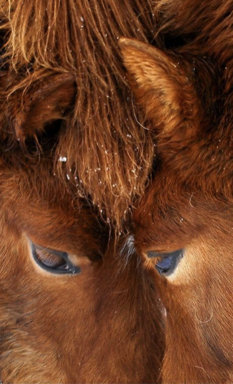 Konie na zdjęciach fotografów National Geographic