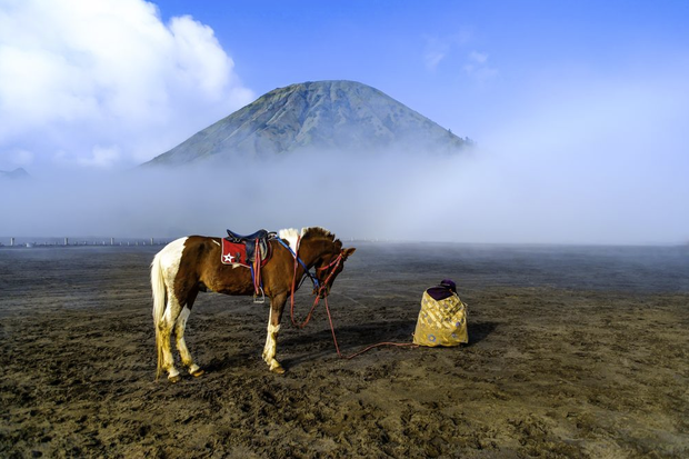 Konie na zdjęciach fotografów National Geographic