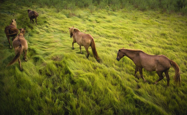 Konie na zdjęciach fotografów National Geographic